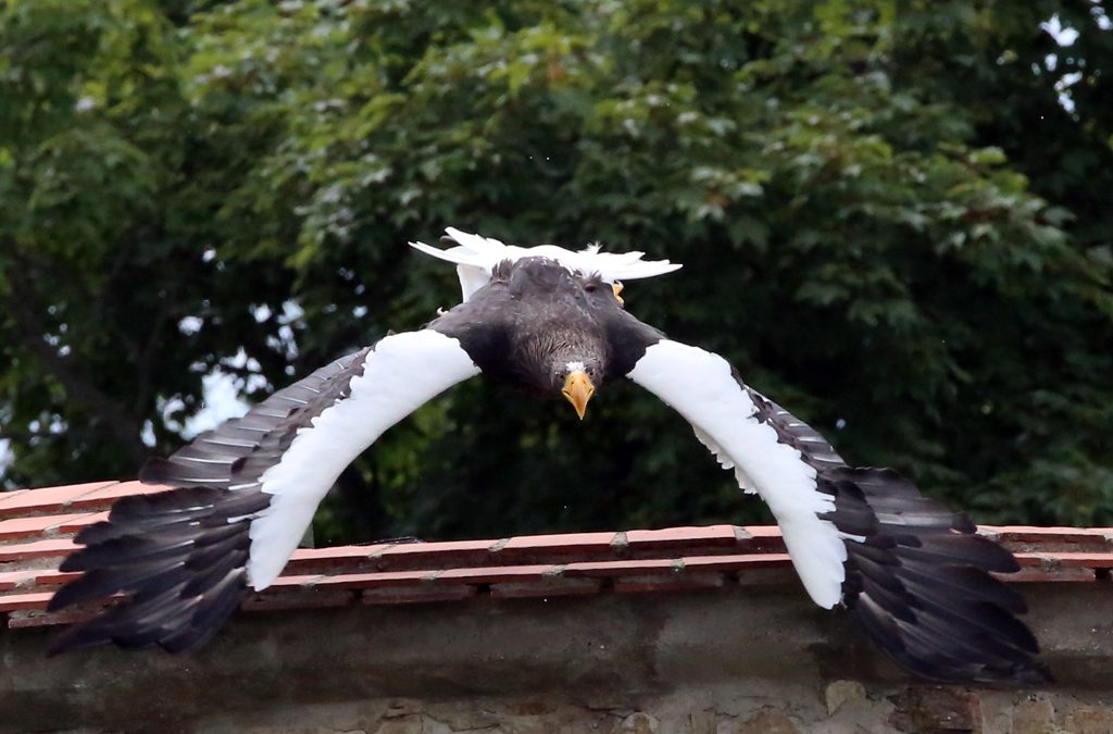 Riesenseeadler (19)