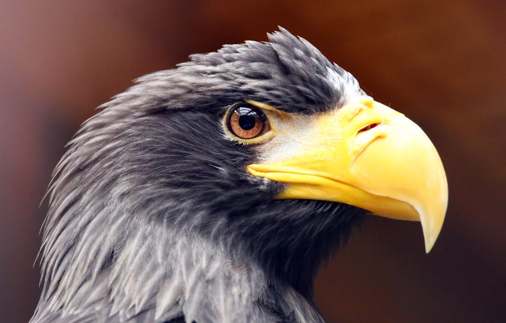 Riesenseeadler1 (6)