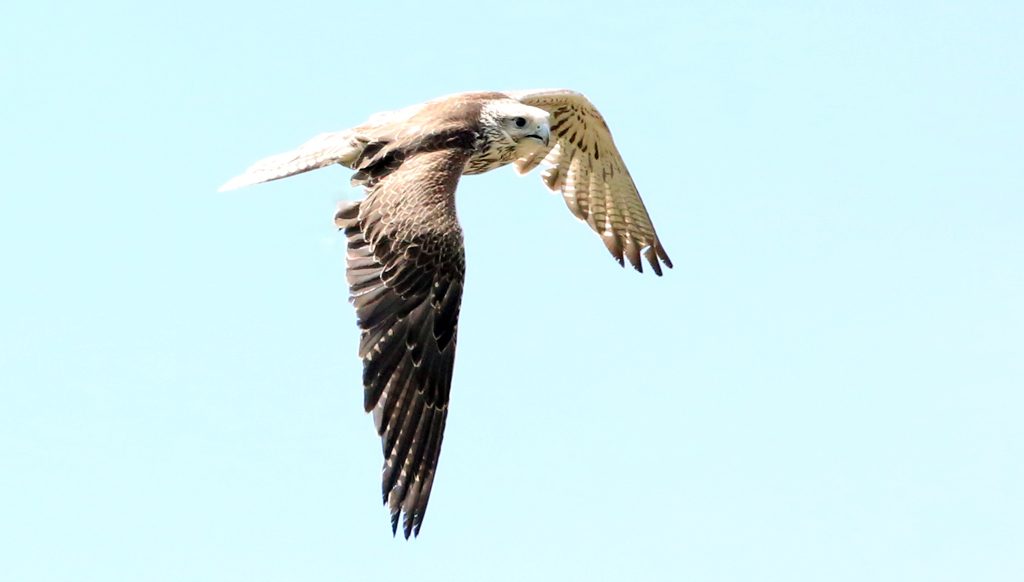 Sakerfalke (6)