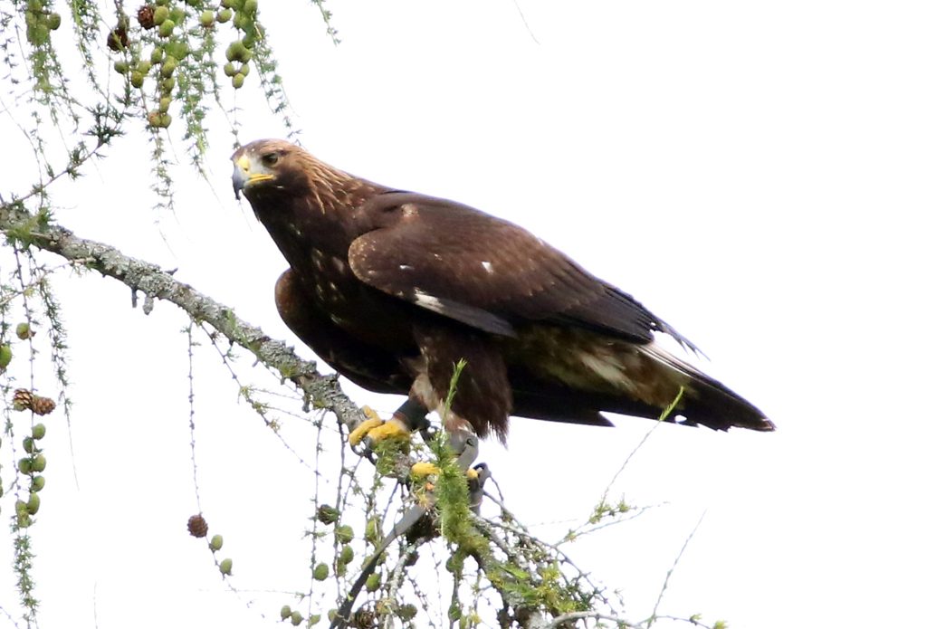 Steinadler (2)