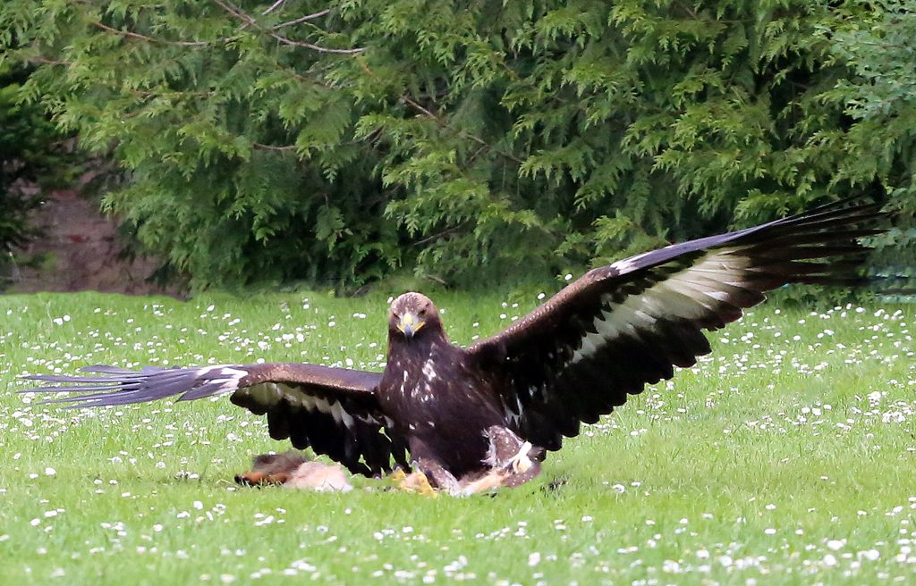 Steinadler (8)