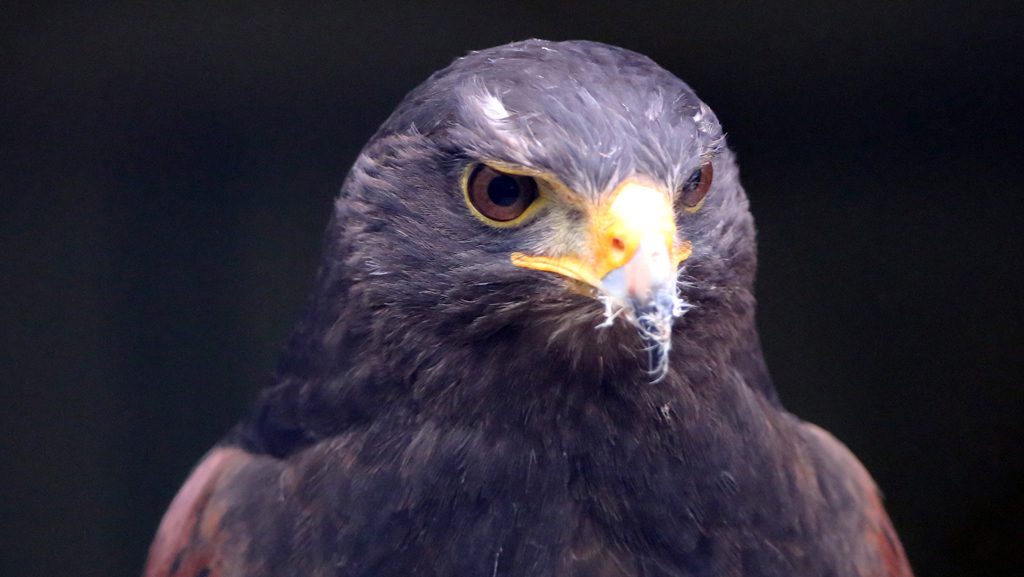 Wüstenbussard