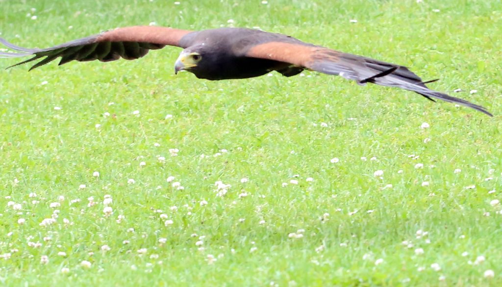 Wüstenbussard (8)