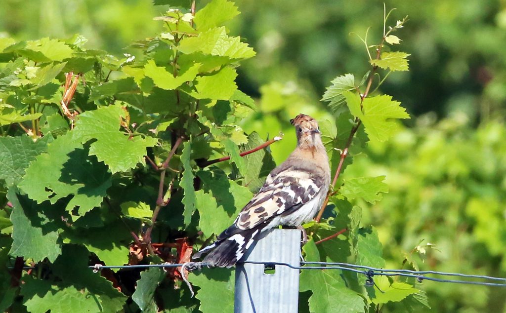 A Wiedehopf (1)
