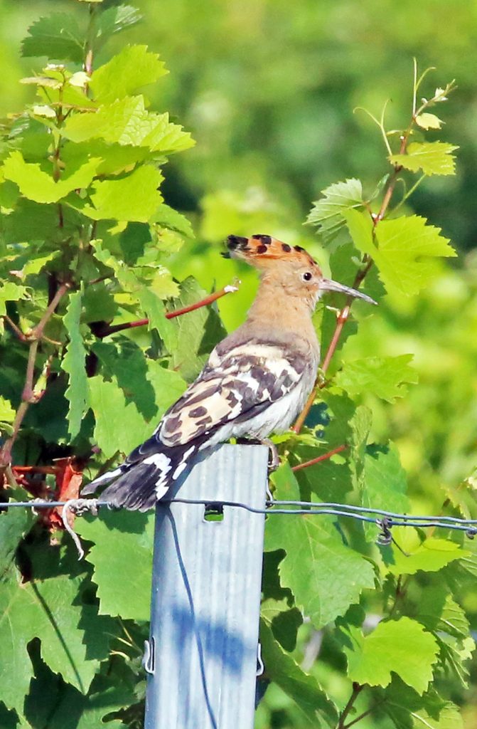 A Wiedehopf (2)