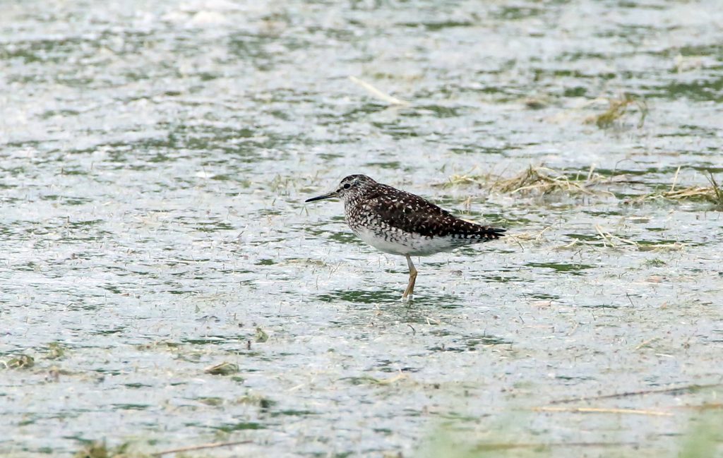 Waldwasserläufer