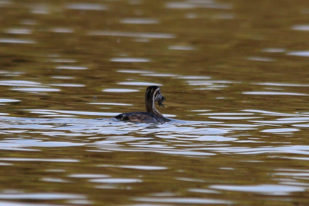 haubentaucher_20160913_07