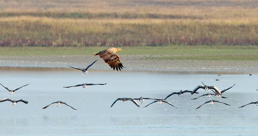 Seeadler