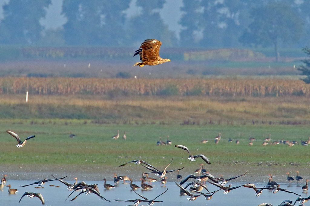 Seeadler