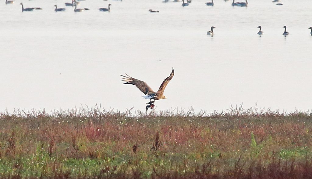 Seeadler