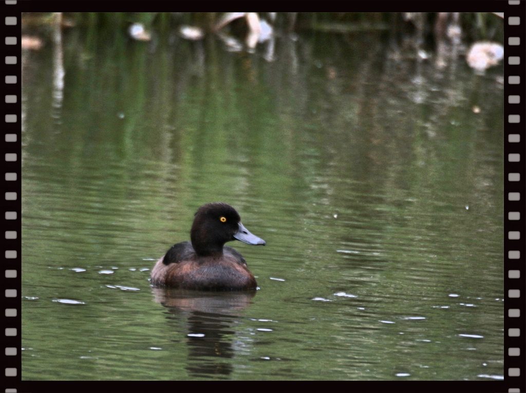 ente