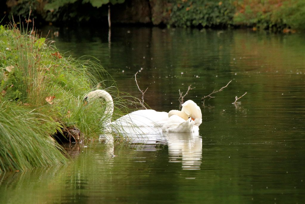 hoeckerschwan_20161002_01