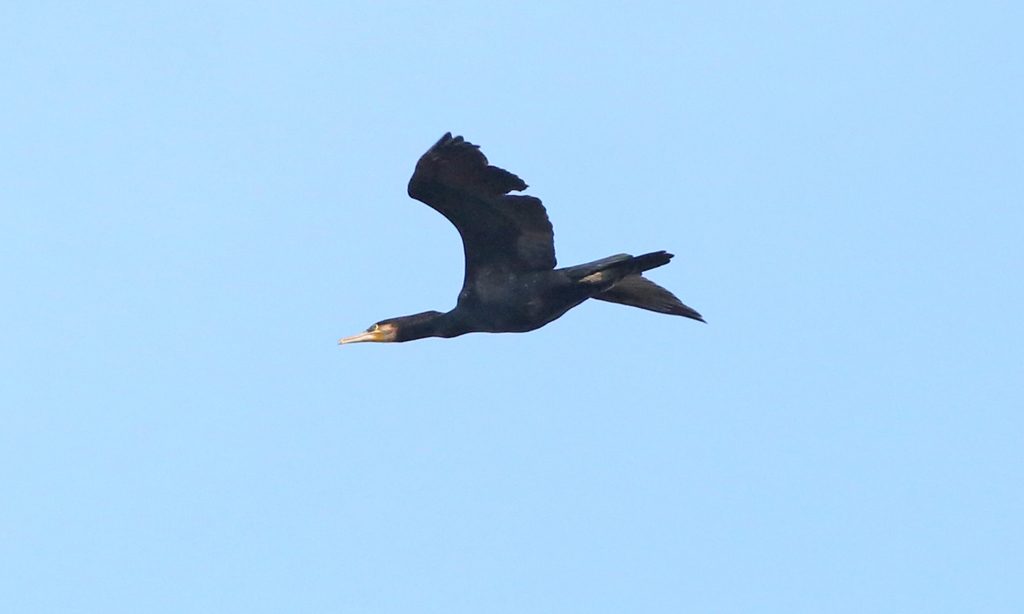 kormoran