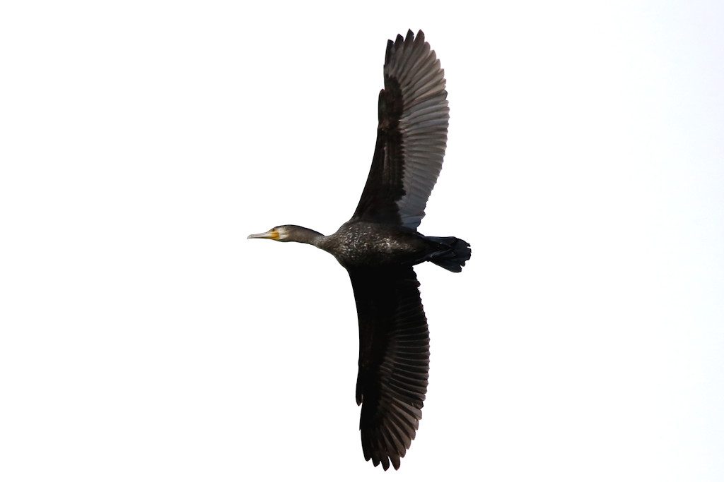 kormoran_20160927_01