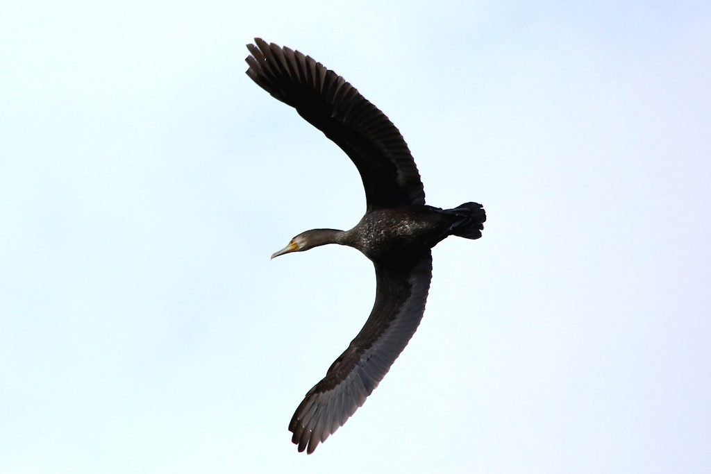 kormoran_20160927_02