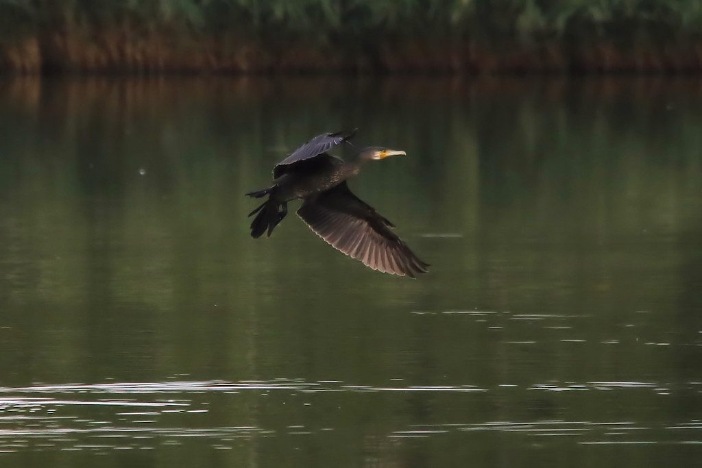 kormoran_20160927_03