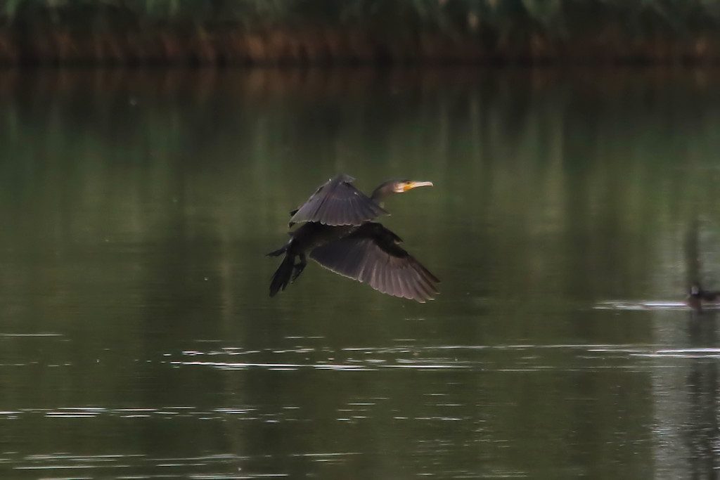 kormoran_20160927_04