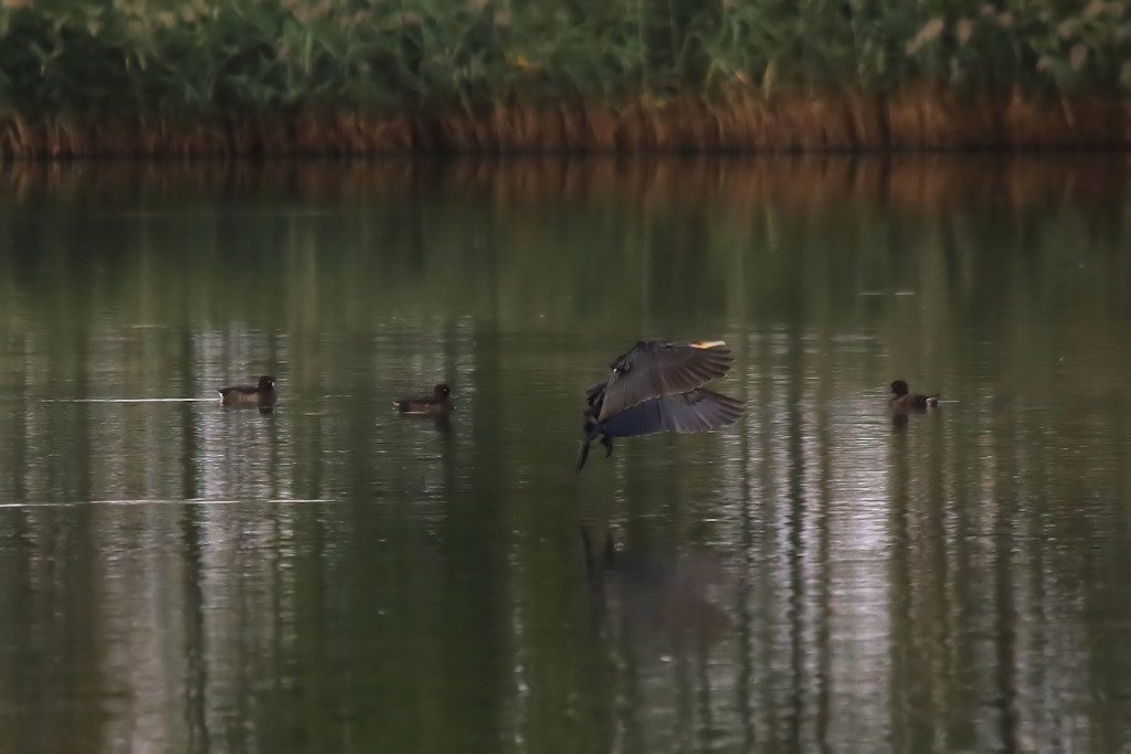 kormoran_20160927_05