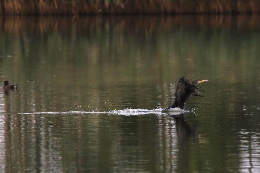 kormoran_20160927_06