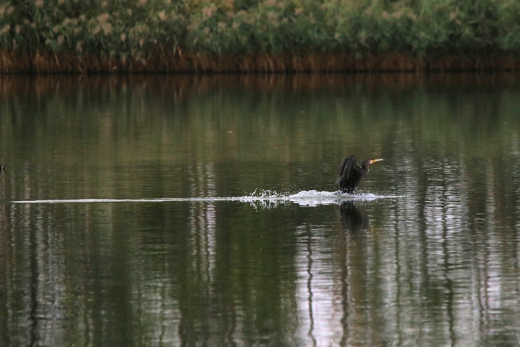 kormoran_20160927_07