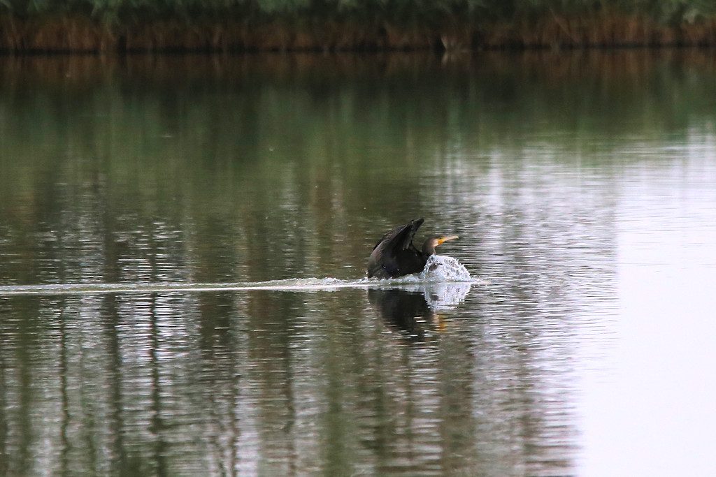 kormoran_20160927_08