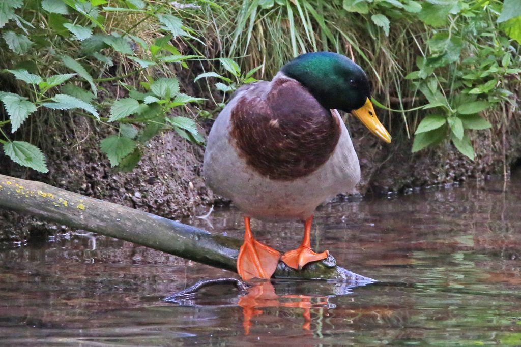 stockentenmaennchen