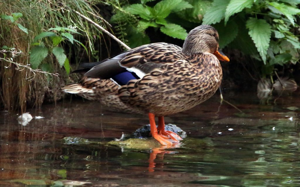 stockentenweibchen