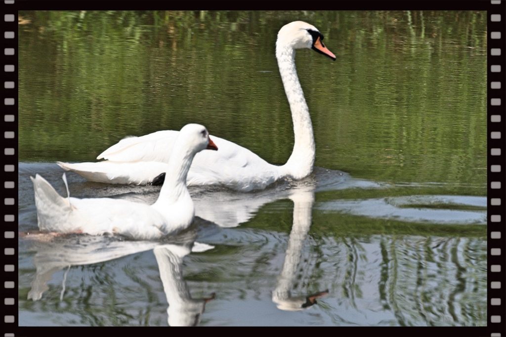 gans-und-schwan