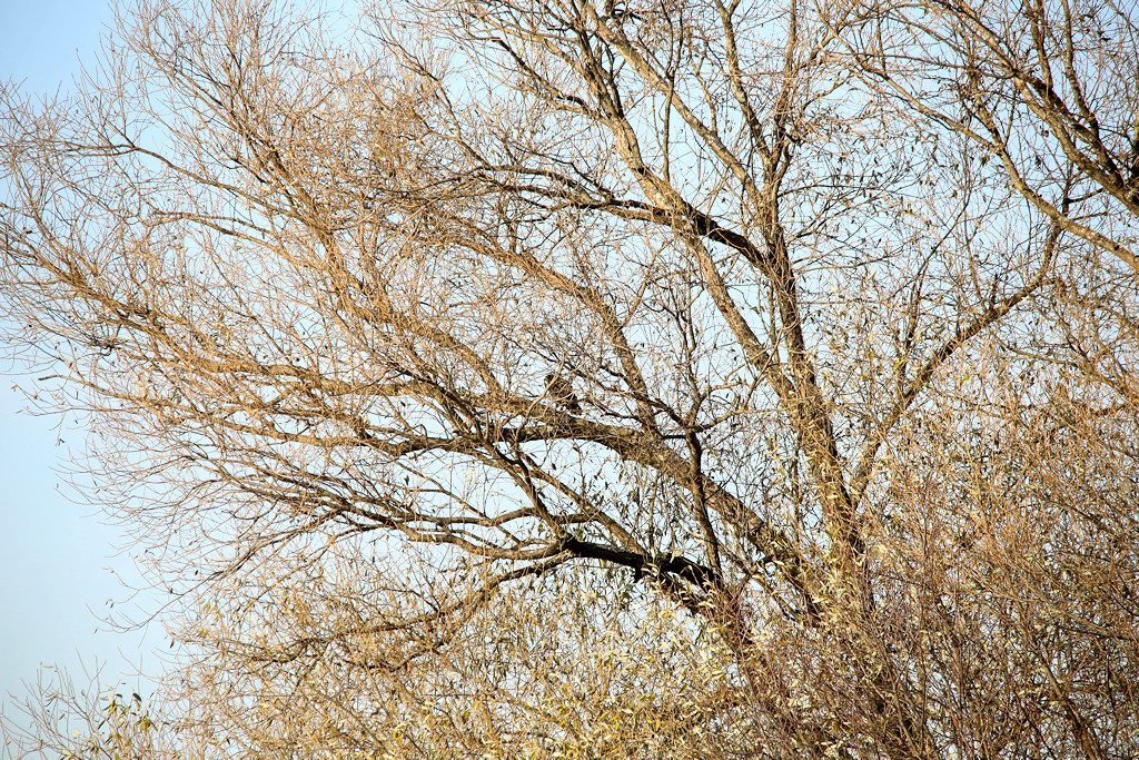 maeusebussard_20161121_01