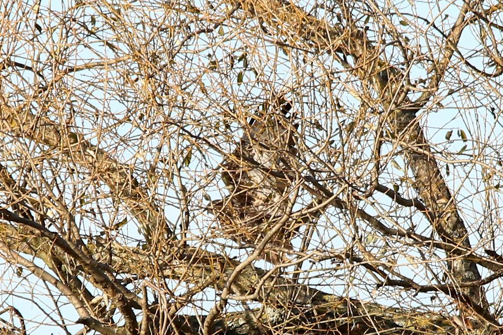 maeusebussard_20161121_02