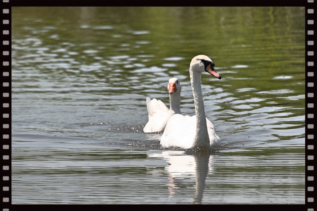 schwan-und-gans