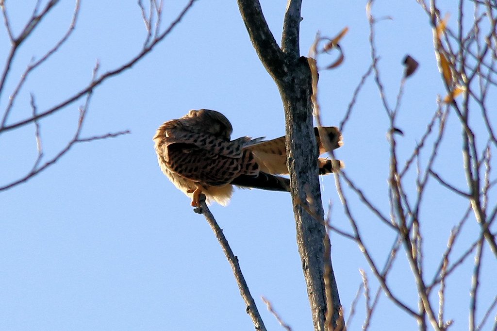 turmfalke_20161121_01