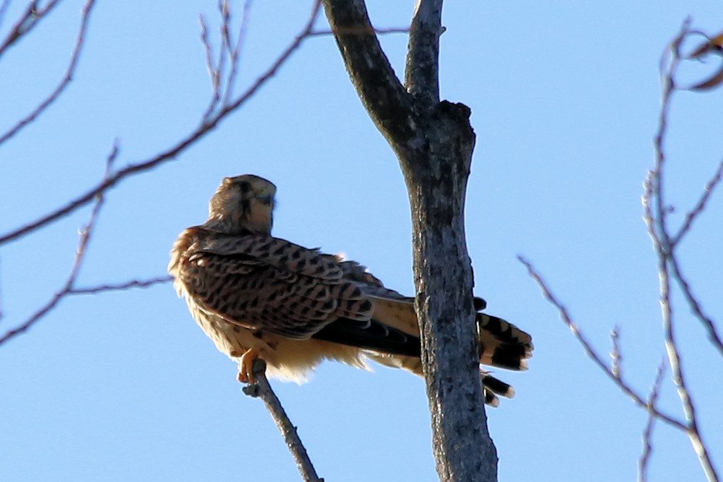 turmfalke_20161121_02