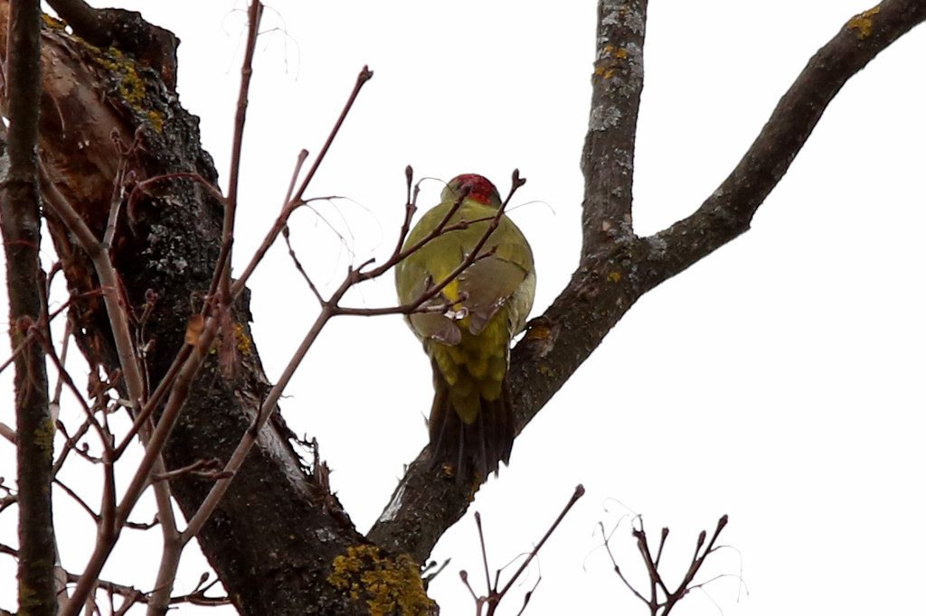 gruenspecht_20161211_01