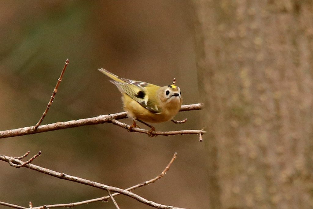 wintergoldhaehnchen_20161211_03