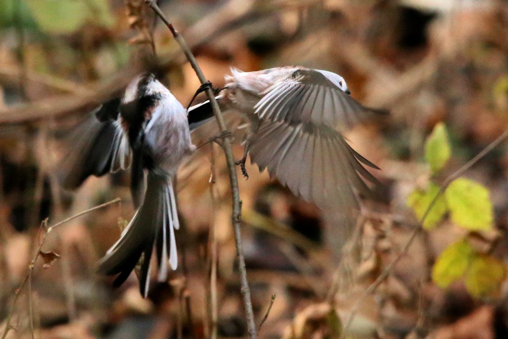 schwanzmeise_20161226_05