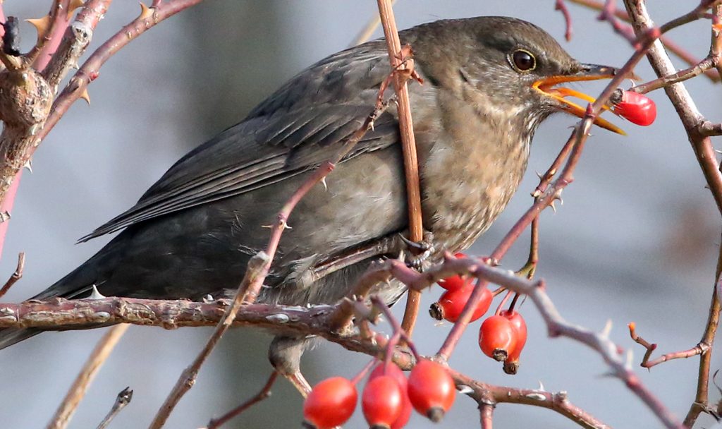 Amsel Weibchen