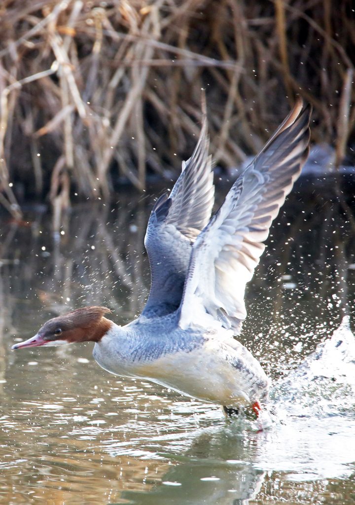 Gänsesäger