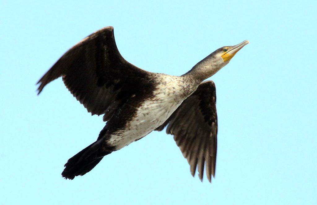 Kormoran