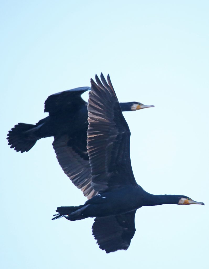 Kormoran