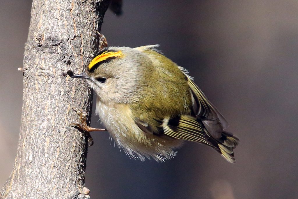 Wintergoldhähnchen