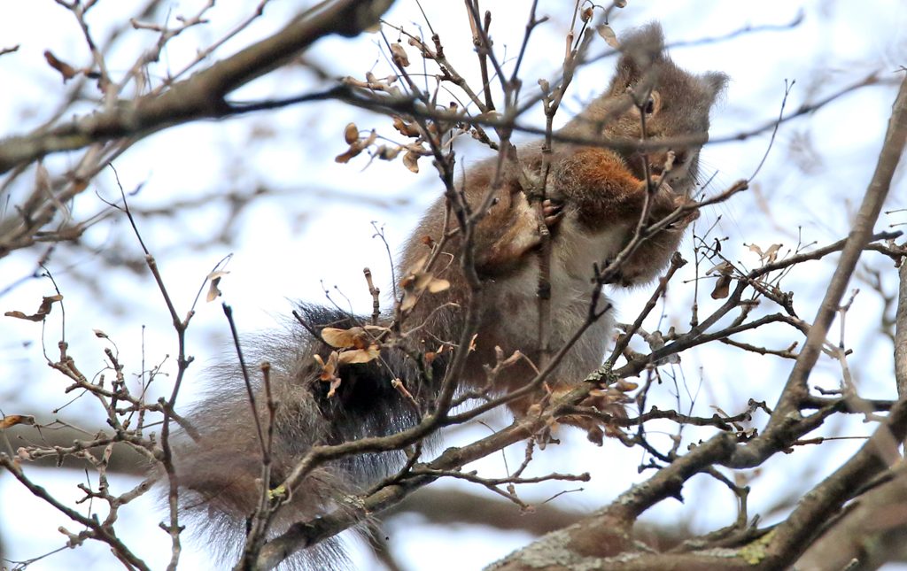 Eichhörnchen