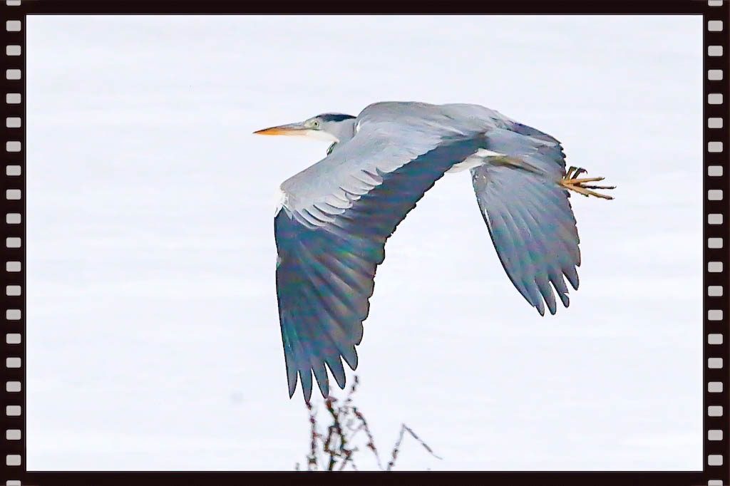 Graureiher im Flug