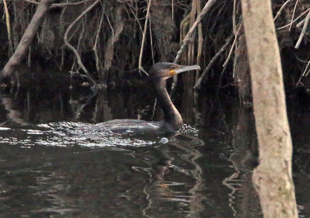 Kormoran (10)