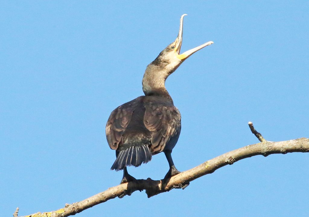 Kormoran (2)