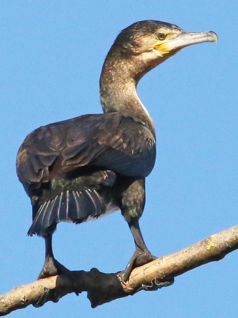 Kormoran (3)