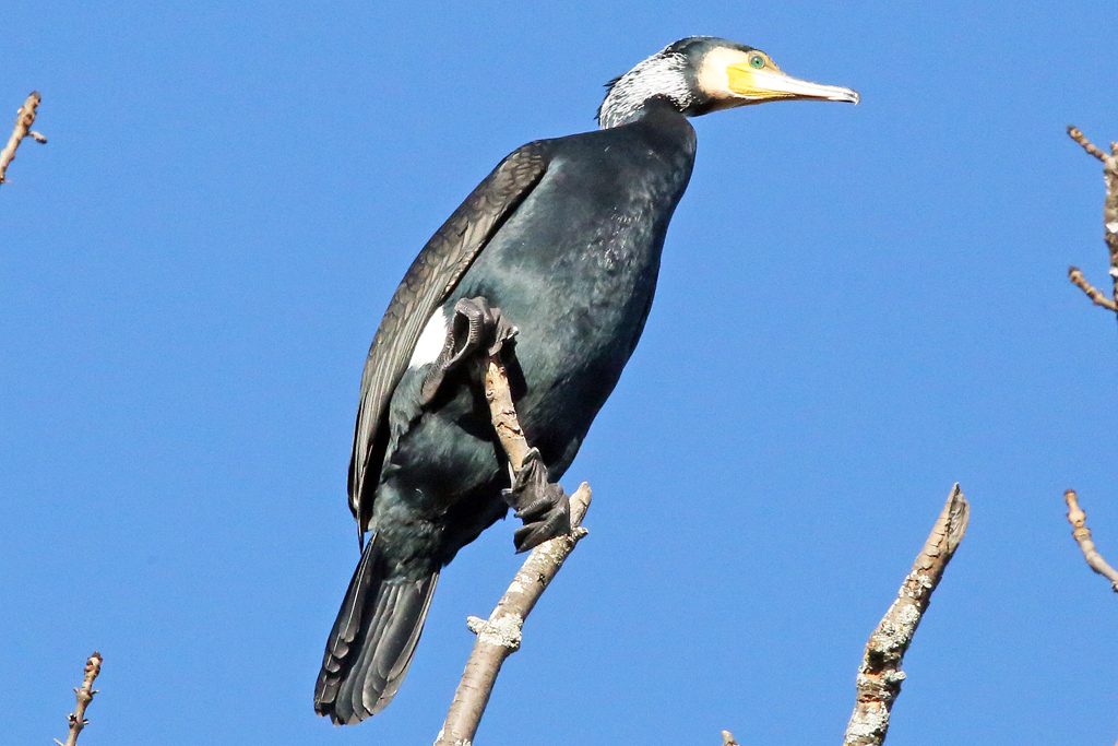 Kormoran (6)