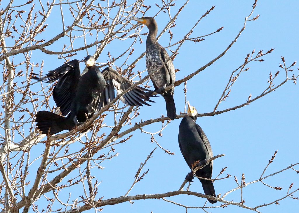 Kormoran (8)