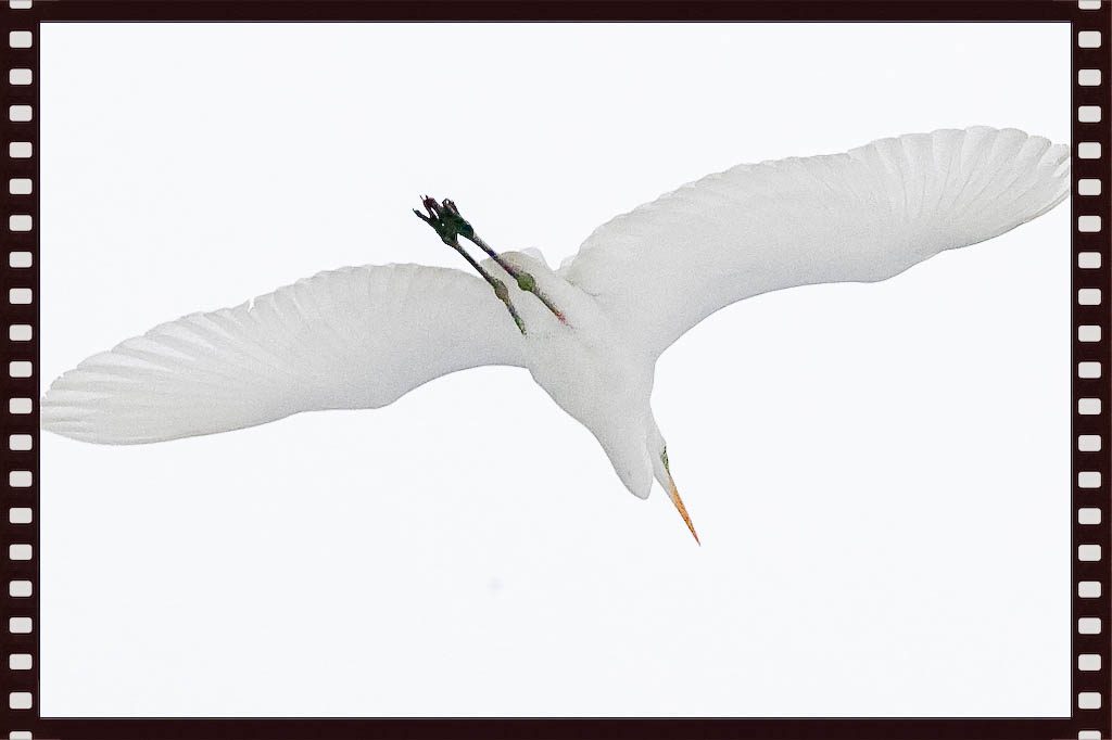 Silbereiher im Flug