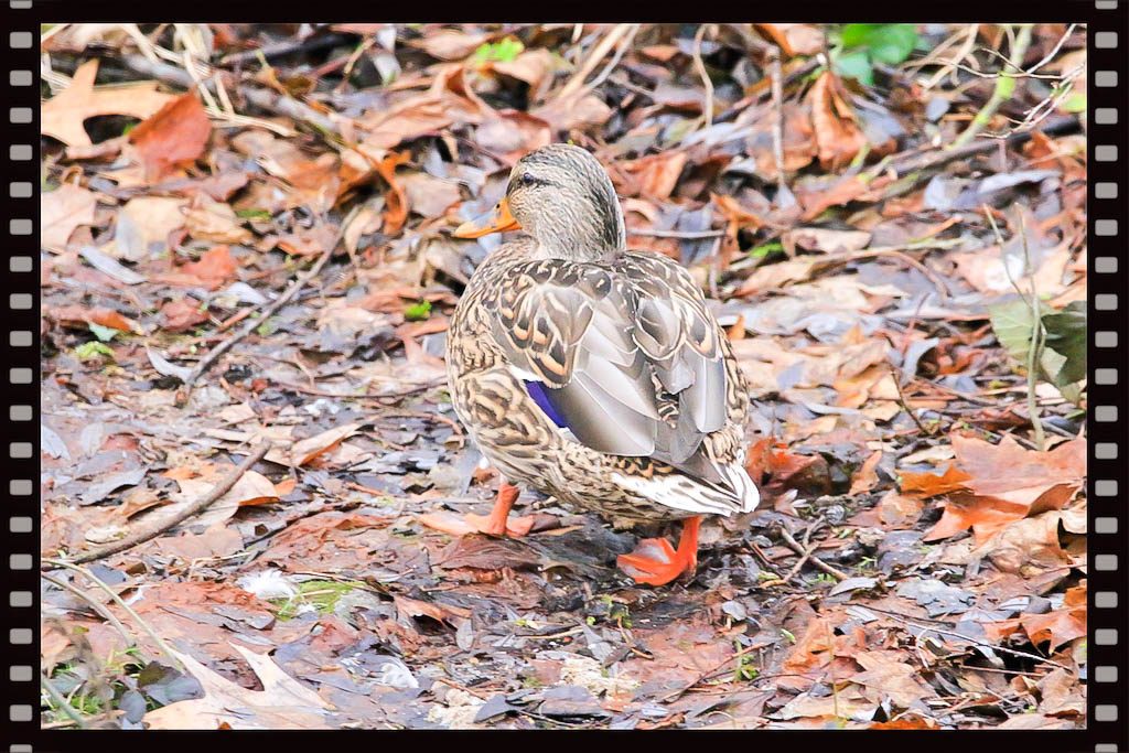 Stockente Weibchen